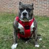 No Pull Dog Harness with Adjustable Fit and Durable Water Resistant Design